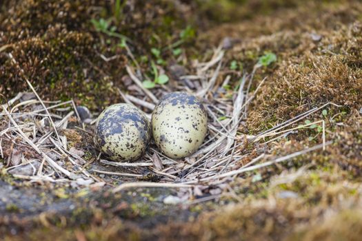 The eggs of the arctic tern on stone


