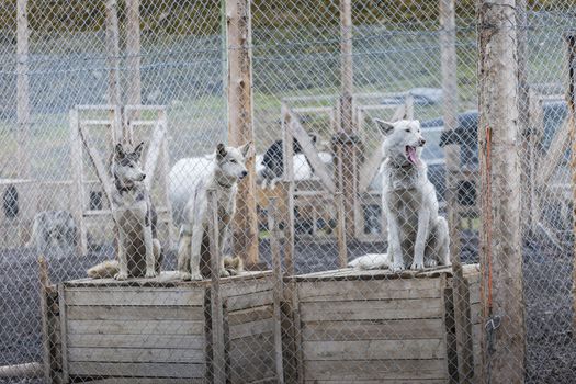 Arctic sled dogs in their kennel, North pole, Svalbard

