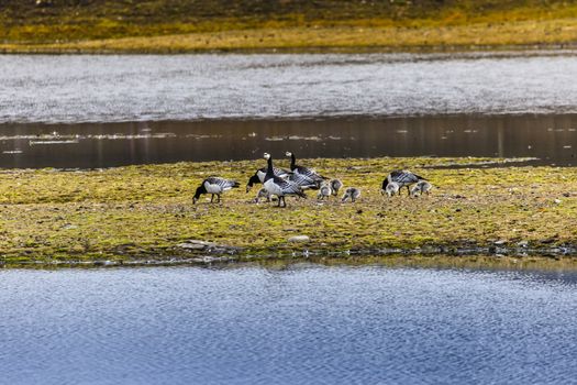 Group off Barnacle goose