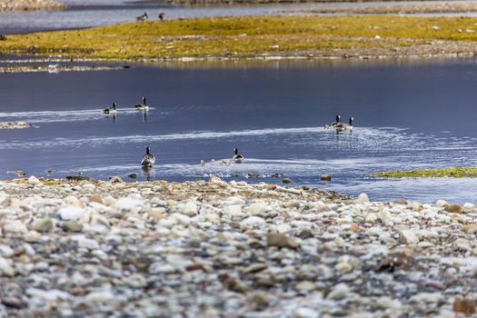 Group off Barnacle goose