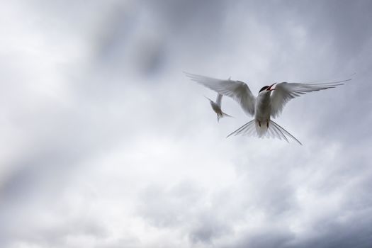 Whilst their mates incubate their eggs, these Arctic Terns head out to sea in search of food.