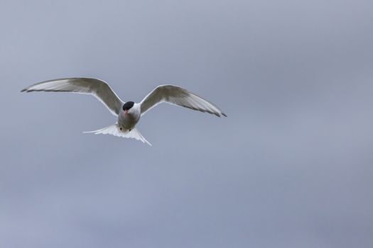 Whilst their mates incubate their eggs, these Arctic Terns head out to sea in search of food.