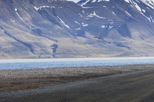 Beautiful scenic view of blue gulf under barren mountain range with melting snow against the background of dramatic evening sky near Barentsburg, Spitsbergen (Svalbard island), Norway, Greenland sea

