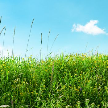 meadow and beautiful blue sky