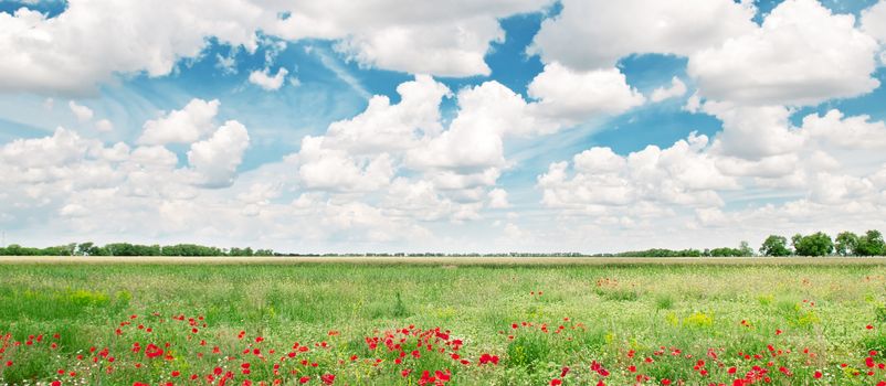 beautiful wheat field and blue cloudy sky