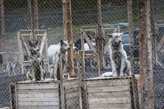 Photo of a Husky dogs watching through the cage door 