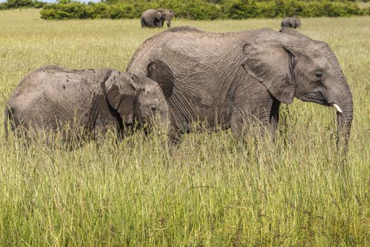 Wild elephant in Maasai Mara National Reserve, Kenya.