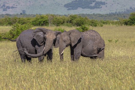 Wild elephant in Maasai Mara National Reserve, Kenya.