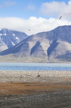 Beautiful scenic view of blue gulf under barren mountain range with melting snow against the background of dramatic evening sky near Barentsburg, Spitsbergen (Svalbard island), Norway, Greenland sea

