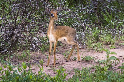 A dik-dik, a small antelope in Africa. Lake Manyara national park, Tanzania