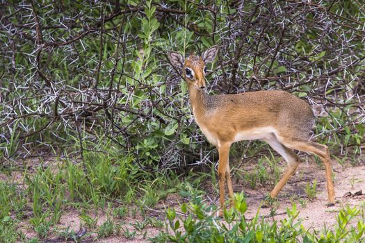 A dik-dik, a small antelope in Africa. Lake Manyara national park, Tanzania