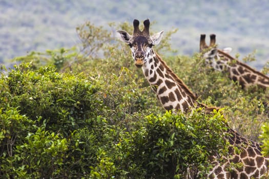 Giraffe on safari wild drive, Kenia.