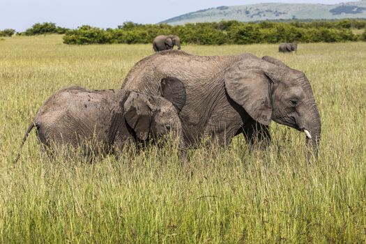 Wild elephant in Maasai Mara National Reserve, Kenya.