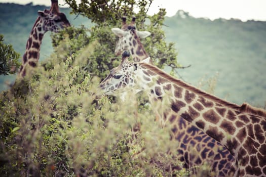 Giraffe on safari wild drive, Kenya.