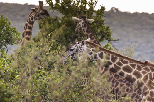 Giraffe on safari wild drive, Kenia.