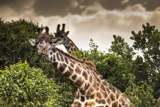 Giraffe on safari wild drive, Kenia.