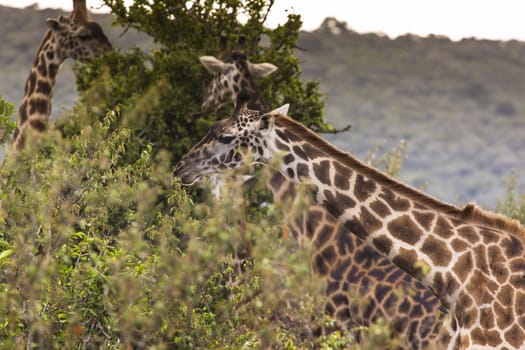 Giraffe on safari wild drive, Kenia.