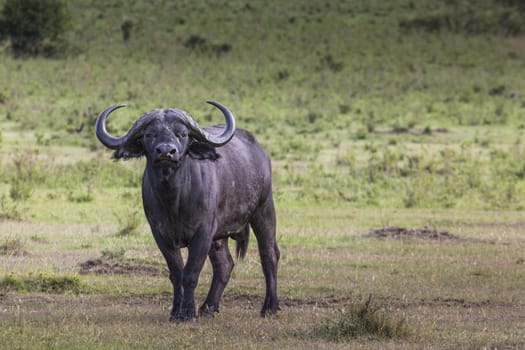 African buffalo (Syncerus caffer) on the grass. The photo was taken in Ngorongoro Crater, Tanzania