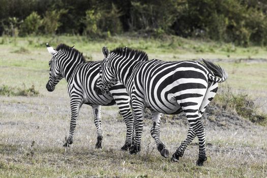 Zebra in National Park. Africa, Kenya