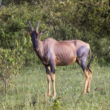 Topi Antelope in the National Reserve of Africa, Kenya