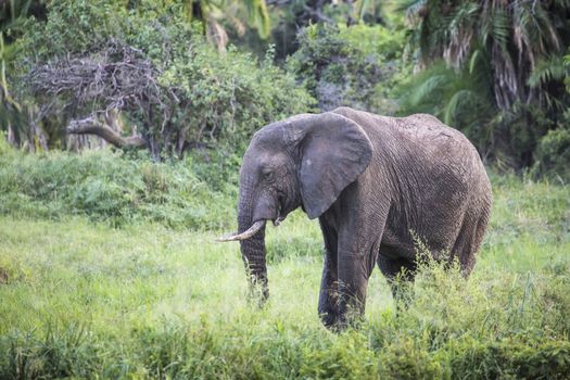 African elephant in the Tarangire National Park, Tanzania