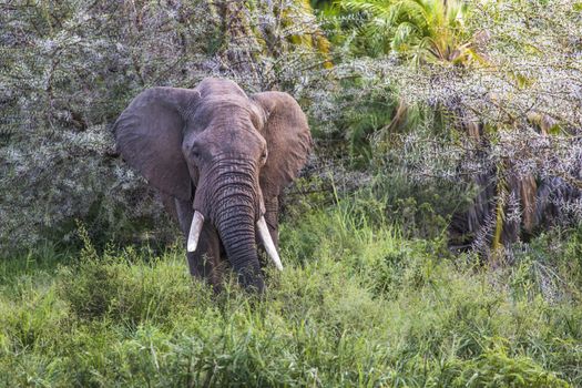 Huge African elephant bull in the Tarangire National Park, Tanzania