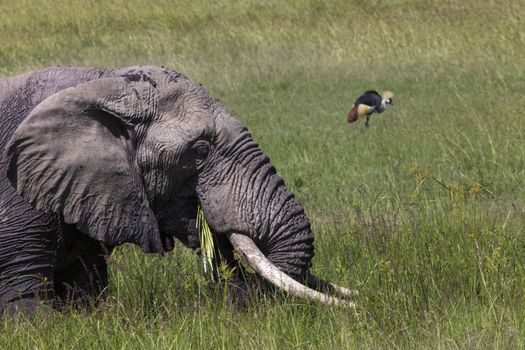 Huge African elephant bull in the Tarangire National Park, Tanzania