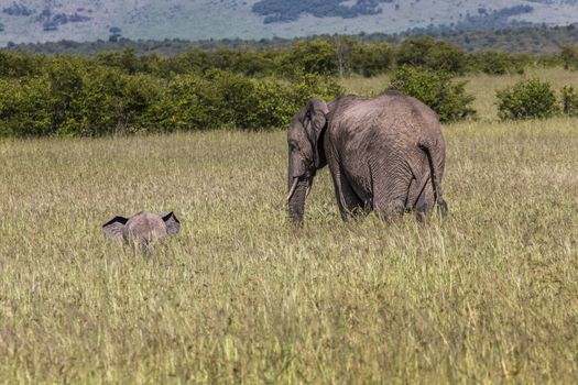 Wild elephant in Maasai Mara National Reserve, Kenya.