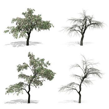 Cherry trees, isolated on white background.