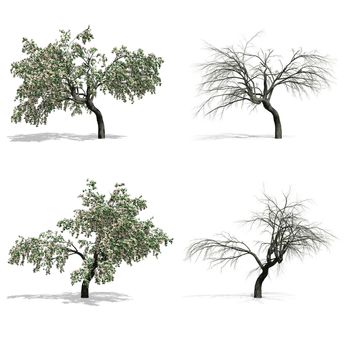 Cherry trees, isolated on white background.