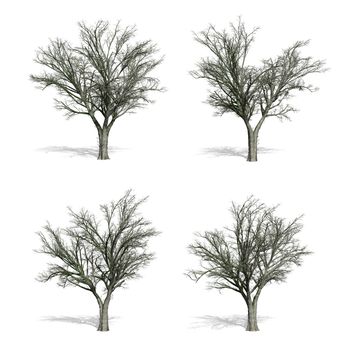 Elm trees, isolated on white background.
