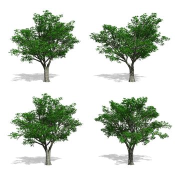 Elm trees, isolated on white background.