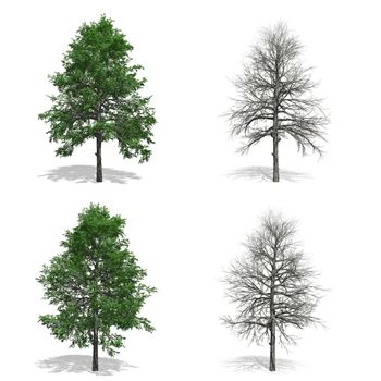 Gum trees, isolated on white background.