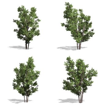 Hazel trees, isolated on white background.