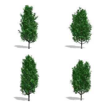 Oak trees, isolated on white background.