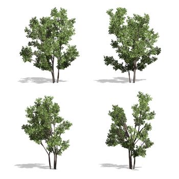 Hazel trees, isolated on white background.