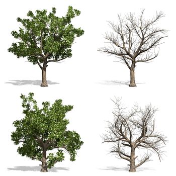 Sycamore trees, isolated on white background.