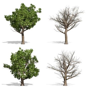 Sycamore trees, isolated on white background.