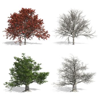 Beech trees, isolated on white background.