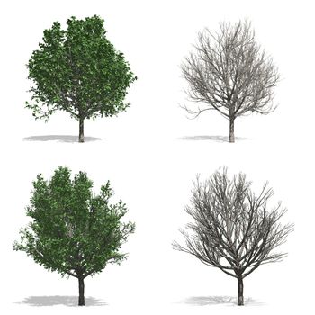 Pear trees, isolated on white background.
