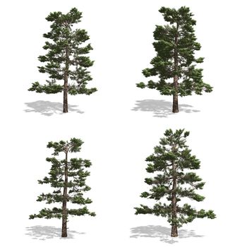 Pine trees, isolated on white background.