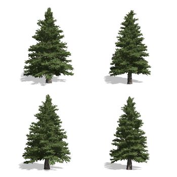 spruce trees, isolated on white background.