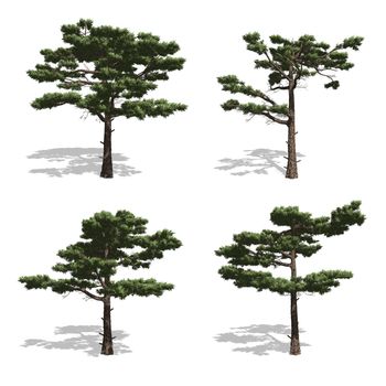 Pine trees, isolated on white background.