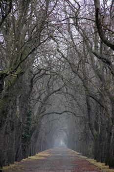 Winter alley walkway bare trees.