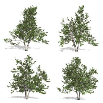 birch trees, isolated on white background.