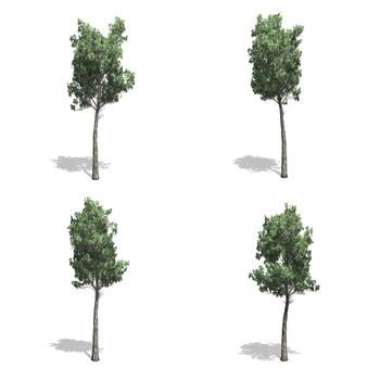 gum trees, isolated on white background.