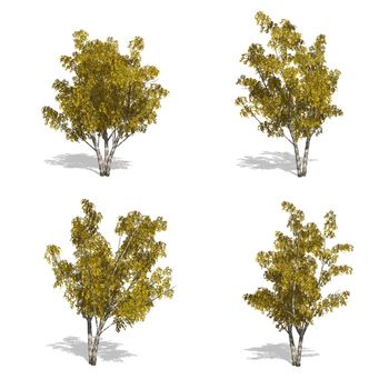 birch fall trees, isolated on white background.