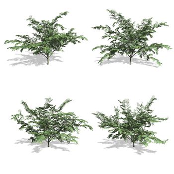 Mimosa trees, isolated on white background.