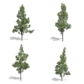 mountain maple trees, isolated on white background.