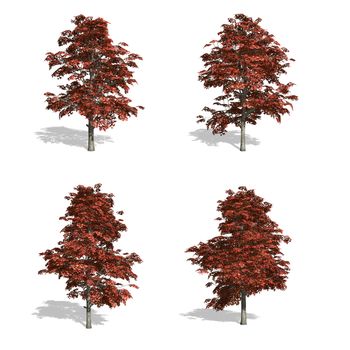 red maple fall trees, isolated on white background.